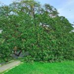 Pokok hujan-hujan taiping – 03
