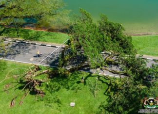 Sepohon pokok hujan-hujan, ikon bandar warisan Taiping berumur 137 tahun tumbang