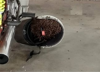 Tak pernah berlaku topi keledar jadi sarang lebah….