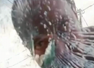 #Tular: Polis Buru lelaki pecah cermin kereta dan ugut wanita