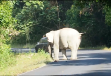 Penunggang motor cedera ditarik gajah ke dalam gaung