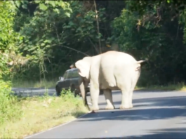 Penunggang motor cedera ditarik gajah ke dalam gaung