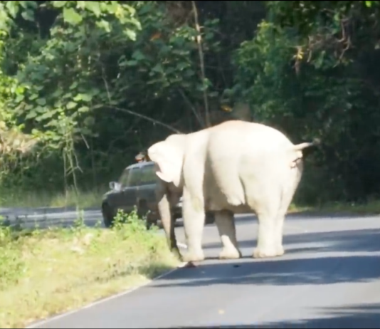 Penunggang motor cedera ditarik gajah ke dalam gaung