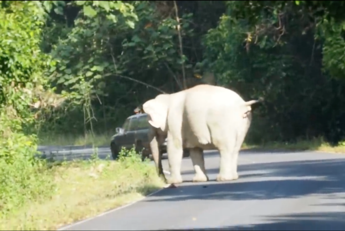 Gajah_5