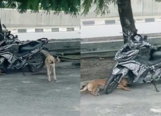 Sering beri anjing liar makan, lelaki ini dapat ‘bodyguard’ percuma kawal motor