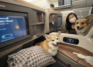 Dua ekor anjing Corgi terbang kelas perniagaan San Francisco ke Singapura