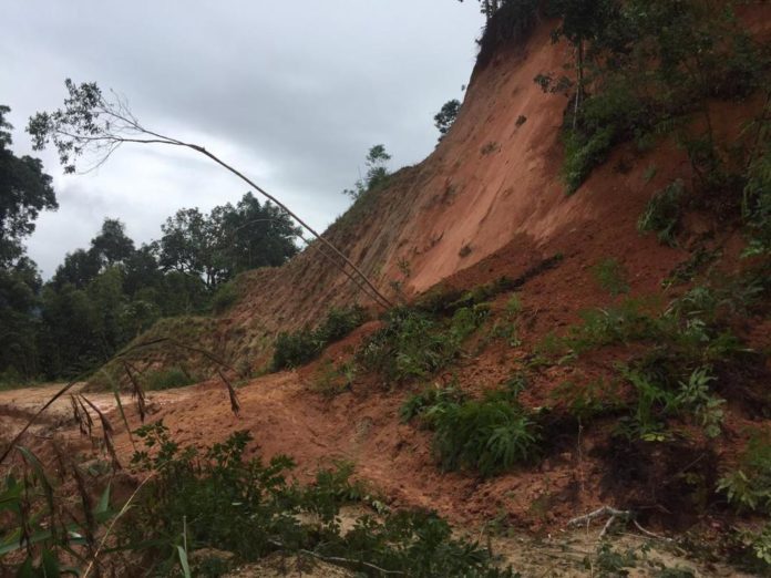 gua-musang