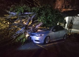 Pemilik halang bomba alih pokok hempap kereta