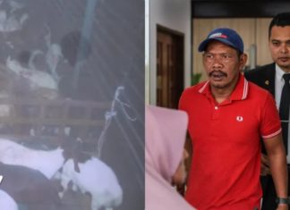 Pemandu lori didenda RM10k pindah kambing tanpa kebenaran
