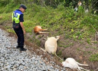 Keretapi Express Rakyat Timuran langgar 14 ekor lembu di Bera