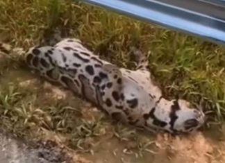 Bangkai harimau dahan ditemui di Lebuhraya WCE