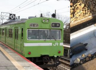 #TahukahAnda : Pekerja kereta api Jepun bina terowong khas buat kura-kura melintas di bawah rel