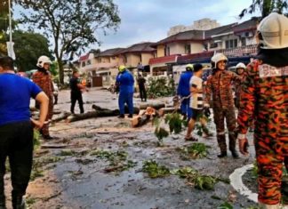 Pokok tumbang rosakkan kenderaan, halang lalu lintas