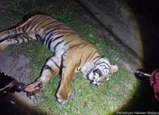Harimau belang mati dilanggar di Lebuhraya KL-Karak