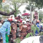 pokok tumbang_4