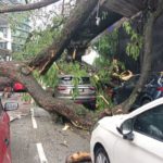 pokok tumbang_5