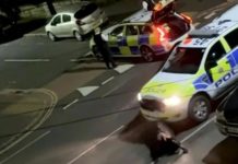 Polis sengaja rempuh lembu guna MPV Ford Ranger digantung tugas