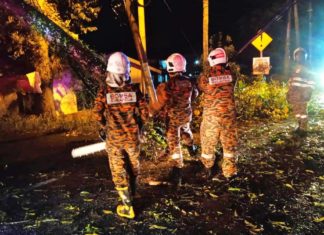 Penunggang motosikal cedera dihempap pokok tumbang
