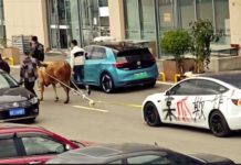 Protes bateri tidak boleh dicas, pemilik Tesla Model 3 terpakai tunda kereta guna lembu