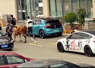 Protes bateri tidak boleh dicas, pemilik Tesla Model 3 terpakai tunda kereta guna lembu