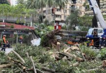 Dua beranak cedera kereta dihempap pokok tumbang