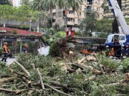 Dua beranak cedera kereta dihempap pokok tumbang