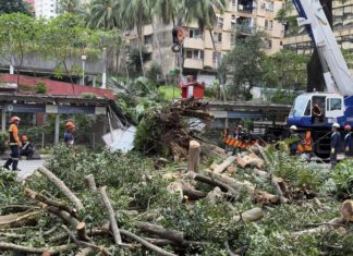 Dua beranak cedera kereta dihempap pokok tumbang