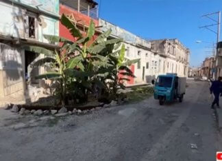 Jalan berlubang dibiar hingga jadi kebun pisang