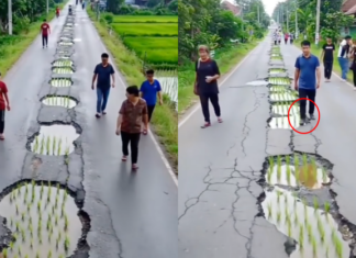 Tular penduduk tanam padi jalan berlubang