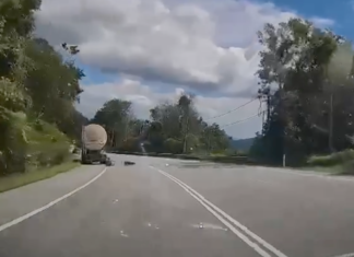 Pemandu lori diserang harimau kumbang stabil