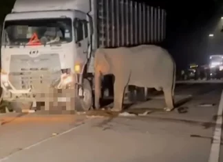 Anak gajah melintas jalan tiba-tiba sebelum dirempuh lori – Polis