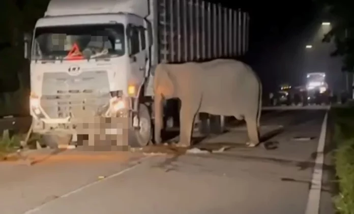 Gajah