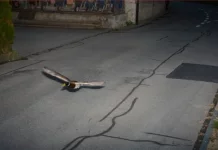 Itik didapati ‘bersalah’ terbang lebih had laju di zon 30 km/j