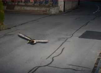 Itik didapati ‘bersalah’ terbang lebih had laju di zon 30 km/j