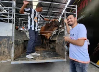 Pemilik kedai ‘used car’ buat promosi beli kereta raya, percuma lembu korban