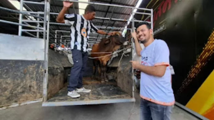 lembu raya