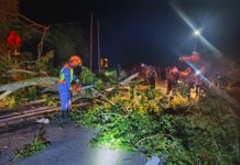 Warga Pakistan maut dihempap pokok tumbang