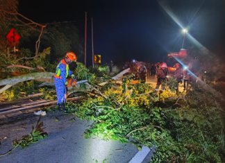 Warga Pakistan maut dihempap pokok tumbang