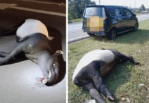 Perodua Alza langgar seekor tapir, tiada lagi ‘penyeri’ Taman Agroteknologi MARDI