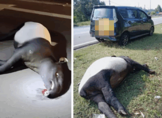 Perodua Alza langgar seekor tapir, tiada lagi ‘penyeri’ Taman Agroteknologi MARDI