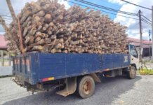 Percaya cakap tonto, lori muatan kayu getah kena sita