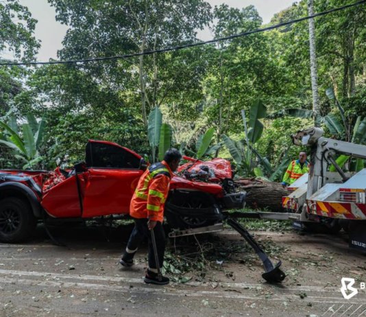 Empat maut dalam kejadian pokok tumbang
