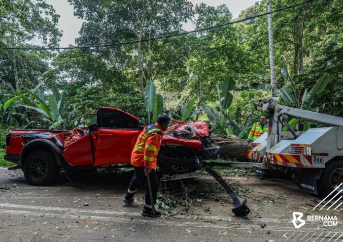 POKOK TUMBANG_1.png